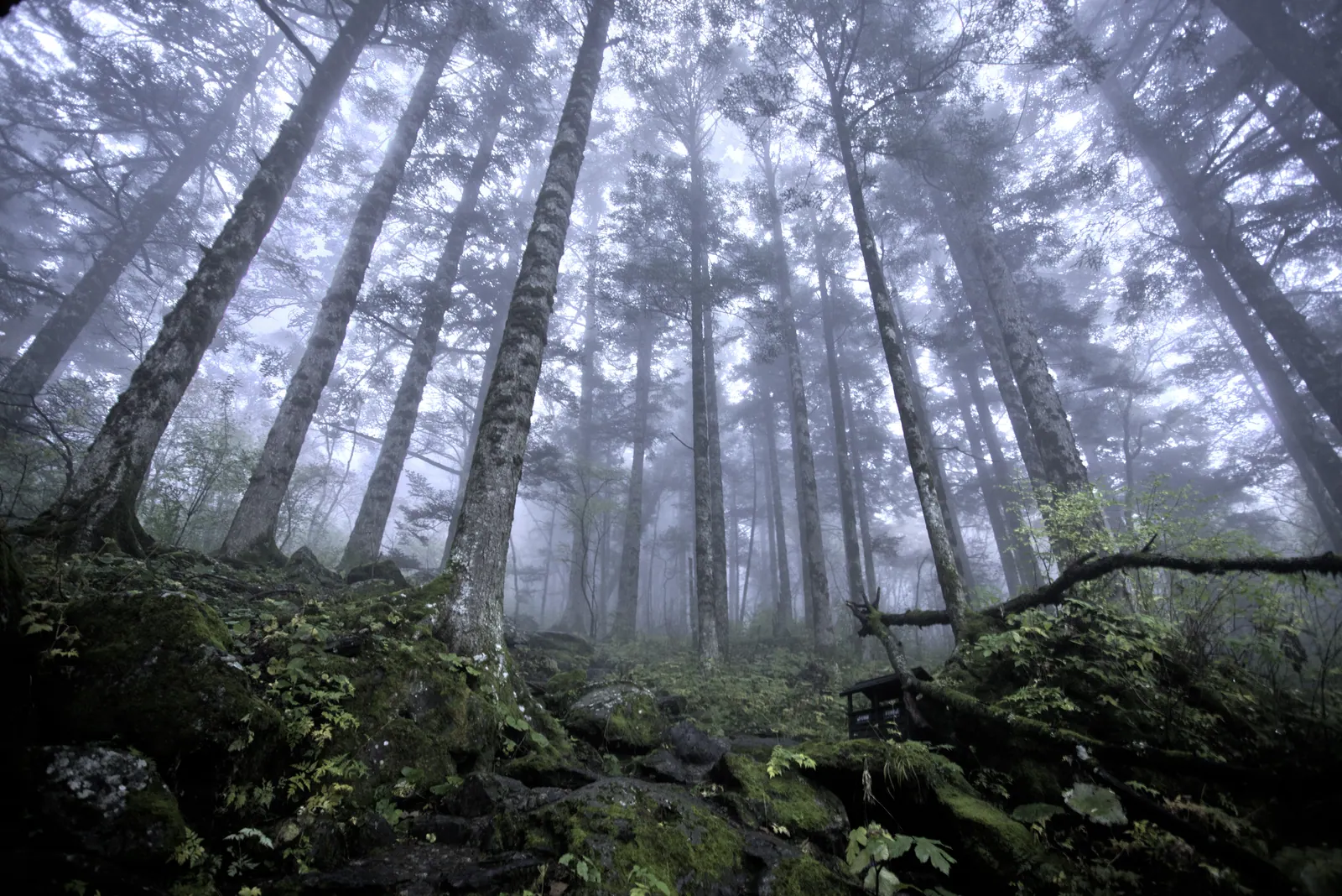 Misty primeval forest at Shennongjia, Hubei